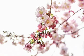 cherry Blossoms, petals, nature, tree, spring, sakura, bloom, blossom, close Up, pastel, romantic