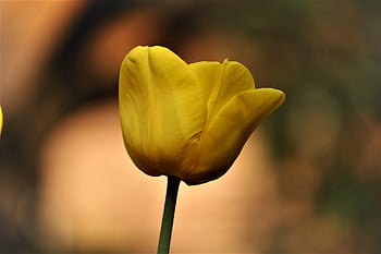 tulipán, Holandsko, jaro, květ, Nizozemí, zahrada, flóra, květinové pozadí, krásné květiny, květinové tapety, keukenhof