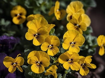 ai Generated, flowers, pansy, blossom, bloom, spring, garden, yellow
