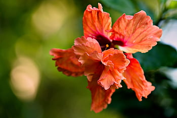 hibiscus, orange, flower, nature, beautiful Flowers, flower Wallpaper, flower Background, flora, close Up, orange Flower, flowers
