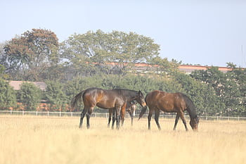 horse, equine, questrian, field, pasture, horse Head, animal, brown Horse, nature, horse Riding Club, datta Nagar