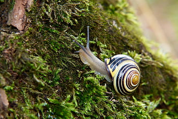 snail, molluscum, animals, nature, outside, invertebrate, closeup, plant, tree, forest, gastropod