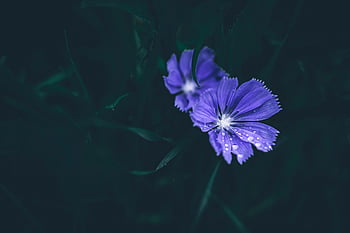 flower, droplets, after The Rain, chicory, gloomy, rain Drops, water Drops, dark Background, nature, natural, dark Photography
