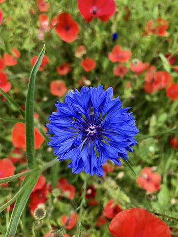 bleuet, fleur, Prairie, bleu, violet, papaver rhoeas, coquelicots, coquelicot, fond de fleur, pré de fleurs, belles fleurs