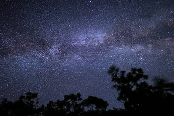 strom, noc, hvězdnatý, nebe, galaxie, prostor, stromy, silueta, Příroda, astronomie, venku