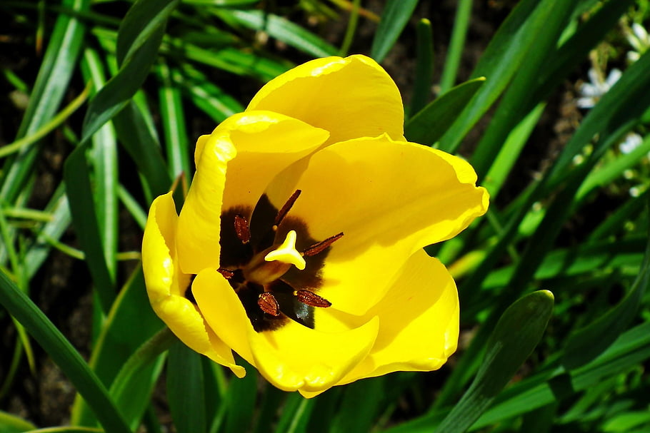 flower, tulip, yellow Flower, petals, yellow Petals, bloom, blossom, flora, plant, close Up, nature