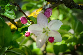 apple Blossom, apple Tree, bud, fruit Tree, branch, apple Tree Flowers, spring, bloom, blossom, pink, white