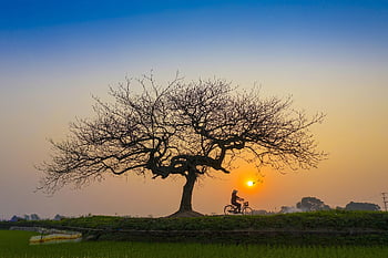 solnedgang, eftermiddag, cykel, ensom, træ, natur, landskab, himmel, sol, aften, atmosfære