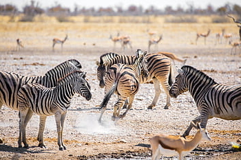 zebry, namibie, Afrika, safari, zvířat, Příroda, divoký, pás, etosha, národní park, volně žijících živočichů