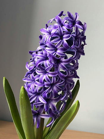 Common Hyacinth, purple hyacinth, vibrant petals, indoor flower, close-up flower, purple flower, hyacinth flower, indoor plant, floral photography, flower photography, hyacinth bloom