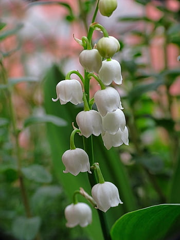 muguet, la nature, vase, blanc, jardin, printemps