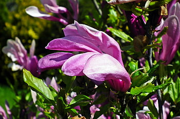 magnolia, bush, flowers, pink, spring, garden, nature