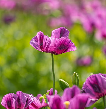 poppy, flower, plant, petals, beautiful Flowers, bloom, blossom, flora, flower Background, nature, wildlife