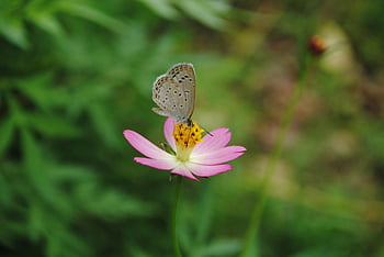 flower, butterfly, pollination, insect, entomology, macro, bloom