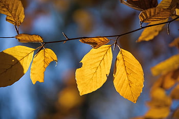 leaves, branch, autumn, foliage, fall, tree, nature, forest, closeup
