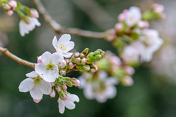 cherry Blossom, flower Wallpaper, flowers, spring, beautiful Flowers, flower Background, buds, white Flowers, bloom, blossom, branch