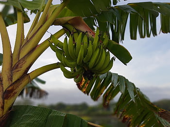 bananas, fruits, nature, tree, banana Tree, banana Leaves, green Bananas, tropical Fruits, musaceae, arbol, lago
