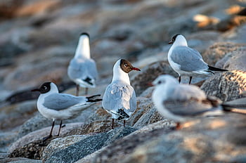 pták, černohlavý racek, ornitologie, druh, Příroda, fauna, ptačí, zvíře, zobák, volně žijících živočichů, larus ridibundus