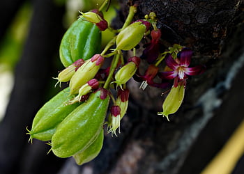 bilimbi, fruits, flowers, flower Background, food, averrhoa Bilimbi, flower Wallpaper, young Fruits, tree, branch, beautiful Flowers