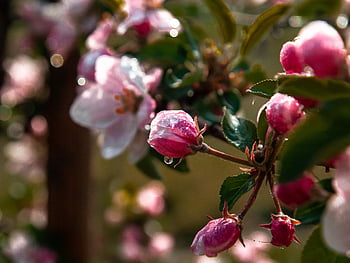 sad, trees, apple Trees, figure, spring, flowers, apple, colorful, pink, summer, nature