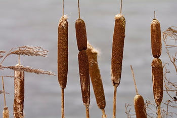 leveäosmankäämi, kukat, kasvi, ruoko, villieläimet, luonto, lähikuva