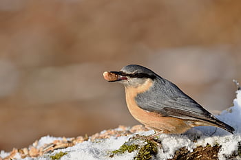 brhlík lesní, pták, Příroda, volně žijících živočichů, zobák, peří, ornitologie, pozorování ptáků, park, zimní, dráp