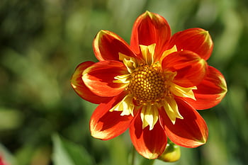 flower, autumn, chrysanthemum, wildflower, byeokchoji Garden, red Flower