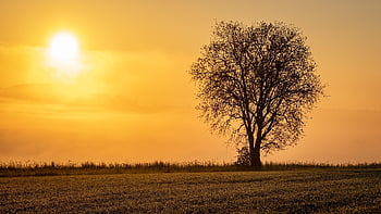 tramonto, campo, albero, erba, prateria, albero singolo, crepuscolo, sole al tramonto, cielo, natura, nebbia