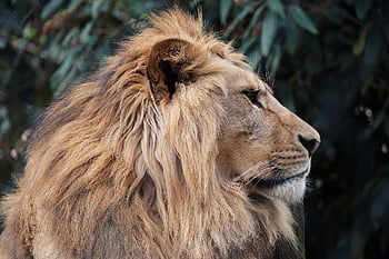 lev, panthera leo, Příroda, felidae, zvíře, domácí zvíře, kočka, safari, divočina