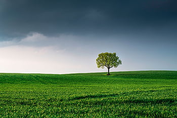 strom, pole, krajina, osamělý strom, osamělost, zelená, tráva, louka, Příroda, životní prostředí, horizont