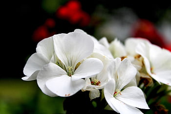 flowers, white Flowers, geranium, plants, nature, garden, close Up
