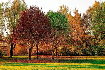 efterårsscene, farverige blade, Sollysfiltrering, Grønne og røde bladstræer, parkere, falde farver, levende blade, naturlandskab, udendørs sceneri, Sæsonbestemt skønhed, træ baldakin