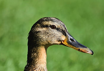 mallard, duck, nature, water Bird, duck Bird, poultry, bird, beak, wild Bird, plumage, animal