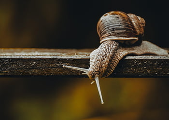 snail, gastropod, mollusc, mollusk, natural Reserve, animal, nature