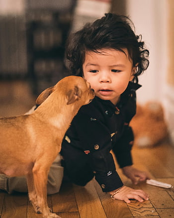 dog looking at toddler, charming image, toddler interacting, small dog, wooden floor, cute moment, child and pet, indoor scene, playful interaction, family pet, adorable photo