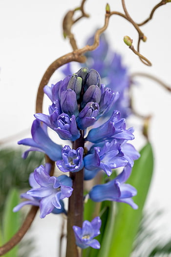 jácint, virágok, lila virágok, szirmok, lila szirmok, virágzik, gyönyörű virágok, virágzás, virág háttér, muscari, tavaszi