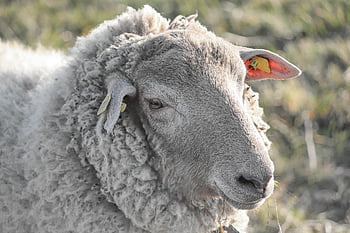 sheep, animal, the Sheep, mammal, wool, species, fauna, portrait, farm Animal, pasture, sheep Wool