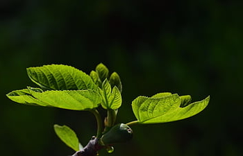 leaves, fig Leaves, green Leaves, nature, green, plant, branch, garden, ficus, spring, grow