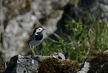 bílý konipas, motacilla alba, pěvec, pták, Příroda, motacillidae, chůda