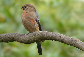 zvíře, pták, Příroda, hýl, pyrrhula pyrrhula, mladý, mužský, oranžový, hnědý, Černá, pěvec