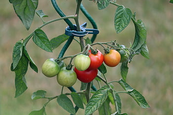 tomatoes, fruit, vine Tomatoes, tire, red, fresh, green, tomato Plant, food, vegetables, vitamins