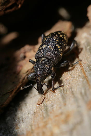 weevil, beetle, insect, log, wood, animal, nature, closeup