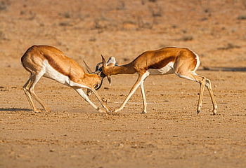 springbok, zvířat, safari, bojování, prát se, antidorcas marsupialis, antilopa, gazela, savců, volně žijících živočichů, divoký