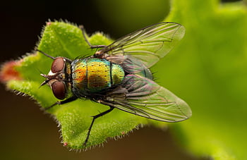 fly, nature, leaf, bug, insect, close Up, macro, insects, bugs, wings