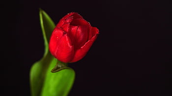 tulip, flower, red Flower, beautiful Flowers, red Tulip, bloom, blossom, flower Background, flora, water Droplets, dew