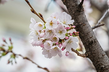 flowers, spring, peach Blossoms, cherry Blossoms, white Peach Blossoms, flower Background, flower Wallpaper, beautiful Flowers, nature, freshness, trees