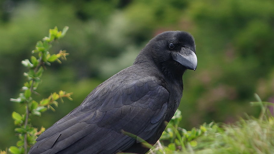 bird, ornithology, toucan Crow, species, fauna, avian, wild Animal, nature, crow