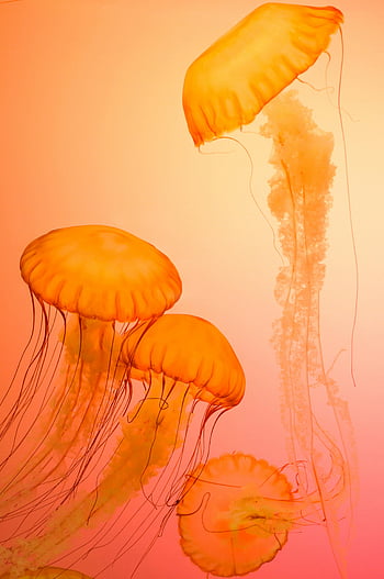 orange jellyfish, jellyfish wallpaper, stunning jellyfish, orange water, jellyfish beauty, elegant jellyfish, underwater scene, marine life, aquatic creatures, jellyfish photography, vibrant orange