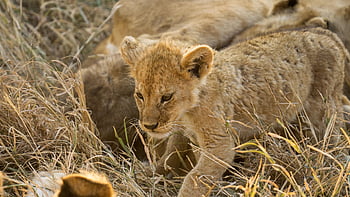 lion, cub, feline, baby, tanzania, serengeti, nature, animal, wilderness, africa, big Cat