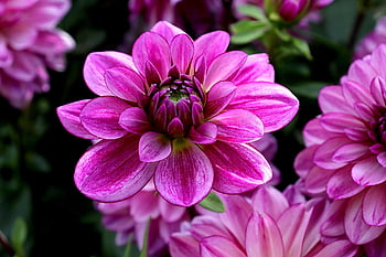 jiřina, květ, rostlina, bicolor dahlia, okvětní lístky, flóra, kvetoucí rostlina, okrasné rostliny, zahrada, Příroda, detailní